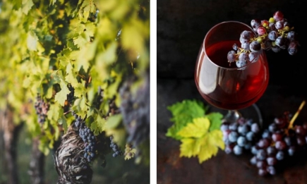 In vino veritas: базовые знания о вине для начинающих