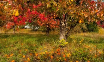 Деревья завалят вас урожаем: что необходимо насыпать под ствол в октябре