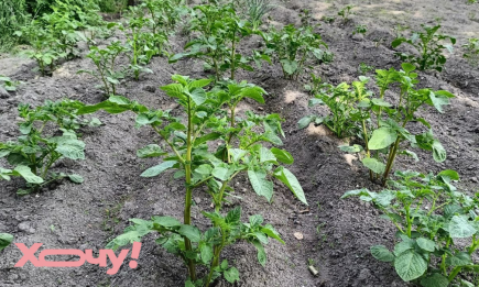 Які сорти картоплі не варто садити в Україні: вирощувати її буде дуже тяжко