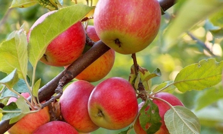 Немедленно сделайте это в августе – и яблоня засыплет вас сладкими плодами без гнили