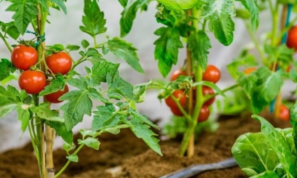 Чего не хватает томатам: внешние признаки, которые "кричат" о нехватке микроэлементов