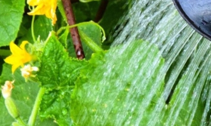 Поширена помилка: як поливати огірки, щоб не були гіркими