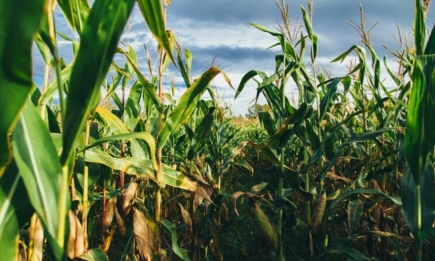 Яку кукурудзу обов’язково пасинкувати: встигніть провести цю процедуру