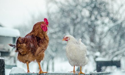 Теплий курник навіть при -20°C: найефективніші методи утеплення за мінімум грошей