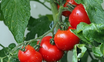 Простая подкормка обеспечит вам королевский урожай: чем полить помидоры прямо сейчас