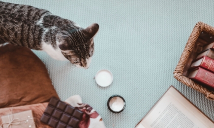 Растения, продукты и лекарства: ветеринары рассказали, чем может отравиться ваш кот