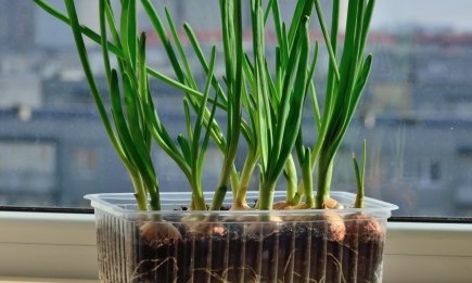 Соковита зелень до новорічного столу: як виростити на підвіконні свіжу зелену цибульку