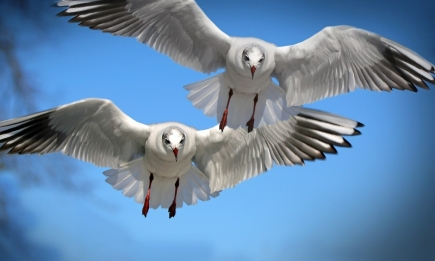Любовь, успех или крах всех планов: эзотерики объяснили сон птицах