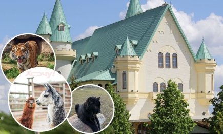 Унікальна подія під Києвом: парк "XII Місяців" відкриває новий сезон і вперше покаже рідкісне чорне дитинча леопарда (ФОТО)