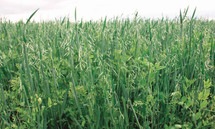 Краще, ніж гірчиця: цей диво-сидерат - секрет закарпатських городників