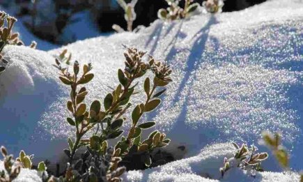 Умные дачники зимой не ленятся: 6 работ, которые нужно сделать в саду