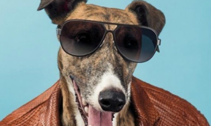 Собаки стали звездами рекламной кампании Trussardi весна-лето 2014