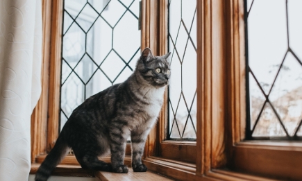 Секрет бесстрашия раскрыт: рассказываем, почему коты не боятся высоты