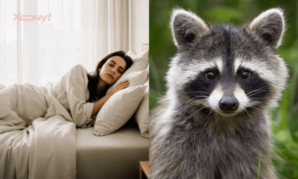 Наснився єнот — що означає такий сон для жінки та чоловіка за різними сонниками