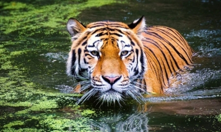 Зафиксирован необычный случай заражения: тигрица заболела коронавирусом из-за человека