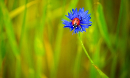 Время психологической разгрузки: фотографии полевых цветов для заряда энергии (ФОТО)