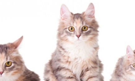 Уход за котами и кошками: главные ошибки