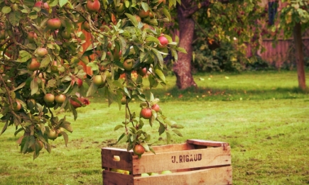 Зачем опытные садовники вбивают гвозди в яблоню: хитрый трюк
