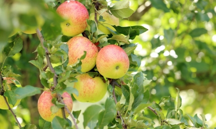 Внесите эти подкормки под яблоню – и урожай будет королевским!
