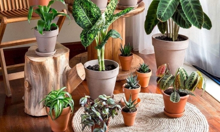 Стоп-список: комнатные растения, которые нельзя ставить рядом друг с другом