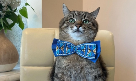 Знаменитий кіт Степан із Харкова приєднався до святкування Дня вишиванки: милі фото