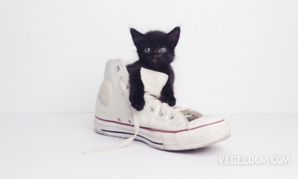 Котик зіпсував взуття: як прибрати запах котячих міток з улюбленої пари
