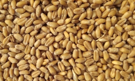 Не вся підійде: як правильно вибрати пшеницю на кутю