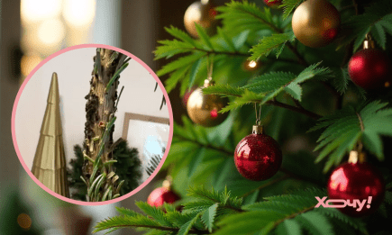 Кошмар на Рождество: 5 насекомых, которых можно принести домой с елкой (ФОТО, ВИДЕО)