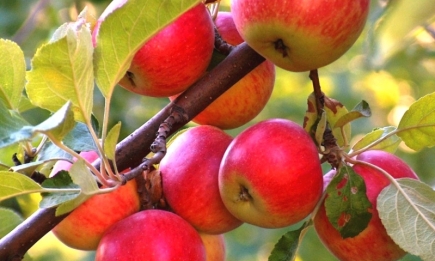 Що треба зробити з яблунею в липні, щоб збирати відрами великі соковиті плоди