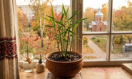 Сплошная экономия: как легко вырастить сочный имбирь на собственном подоконнике