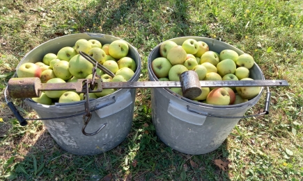 Можно ли класть яблоки в компост: ошибка неопытных дачников может стоить годового урожая
