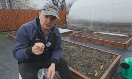 Дві столові ложки - і часник моментально піде в ріст: садівник розкрив секретне підживлення (ВІДЕО)