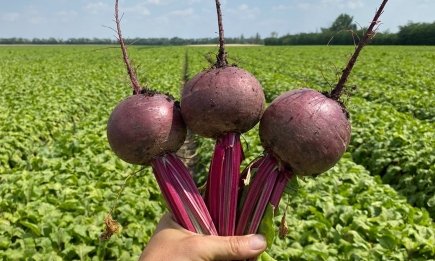 Якщо буряк, то тільки цей: фермер назвав найсолодший сорт, який можна їсти сирим