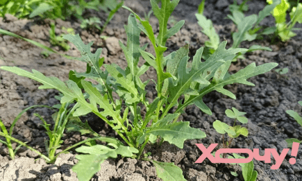 Из-за этой ошибки руккола растет горькая, как полынь: что делать для сочной зелени