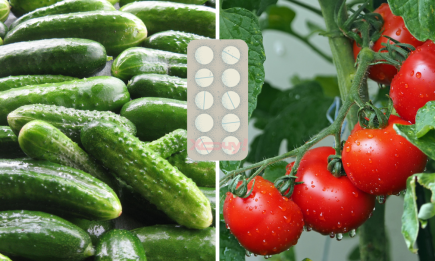 Швидка городня допомога: "полікуємо" огірки та помідори аспірином