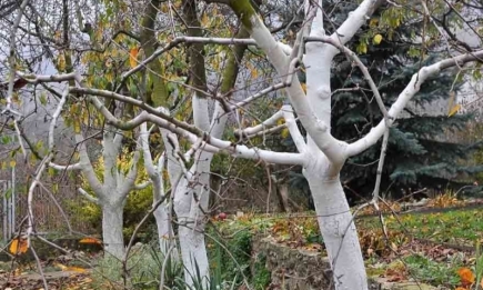 Зачем и как правильно белить деревья осенью: советы садоводам