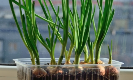 Як виростити цибулю на зелень: найпопулярніші способи вирощування