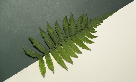 Наснилася папороть — ось до чого це знамення, тлумачення по днях тижня