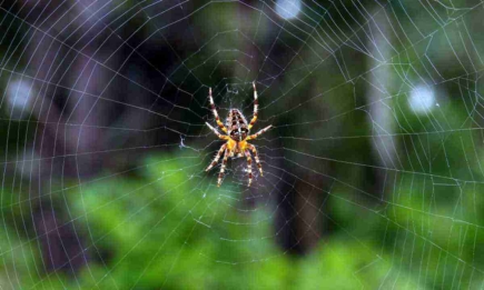 Захистіть будинок від навали павуків: ефективна суміш, яку легко зробити самостійно