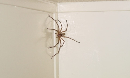 Павуки втечуть із вашого дому, якщо ви будете знати ці секрети