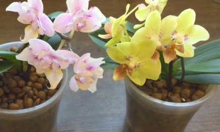 Удивительная почва для орхидеи: цветок нарастит корни уже через несколько недель