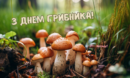 Лучшие поздравления со Всемирным днем грибников: красивые картинки и открытки, которые подарят улыбку