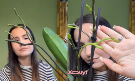 Никогда не обрезайте это у орхидеи: флористка раскрыла секрет вдвое более пышного цветения (ВИДЕО)