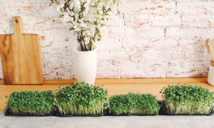 Огород на кухне: что съедобного вы можете выращивать на небольшой площади