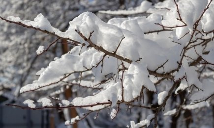 Дайте це деревам до лютого: важлива зимова підгодівля, з якою треба встигнути