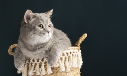 ТОП-5 дружелюбных пород котиков, которых можно завести в квартире (ФОТО)