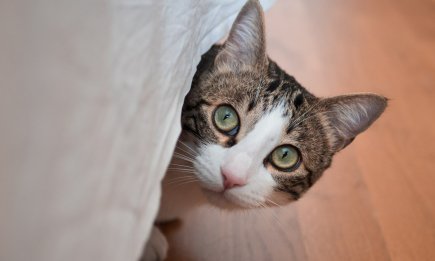 "Ты часть моей семьи": кошачье "буц" головой на самом деле означает нечто очень важное (ВИДЕО)