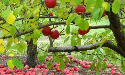 Что дать плодовым деревьям осенью: два вида удобрений