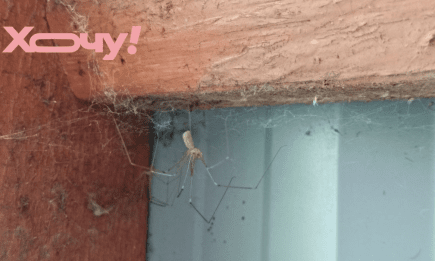 Цей засіб з вашої кухні прожене павуків геть: втікають з усіх лапок