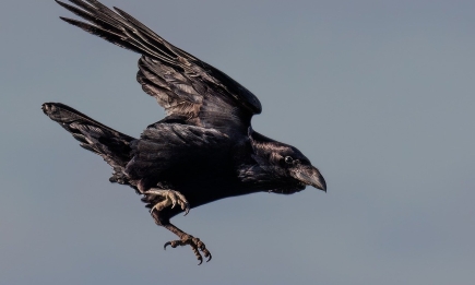 Містична пташка: про що може попередити ворона